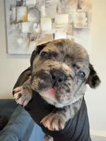 Lovebug, a female French Bulldog for sale in Sacramento, CA – Photo 1 of 3