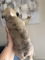 Sweetie, a female French Bulldog for sale in Sacramento, CA – Photo 3 of 3