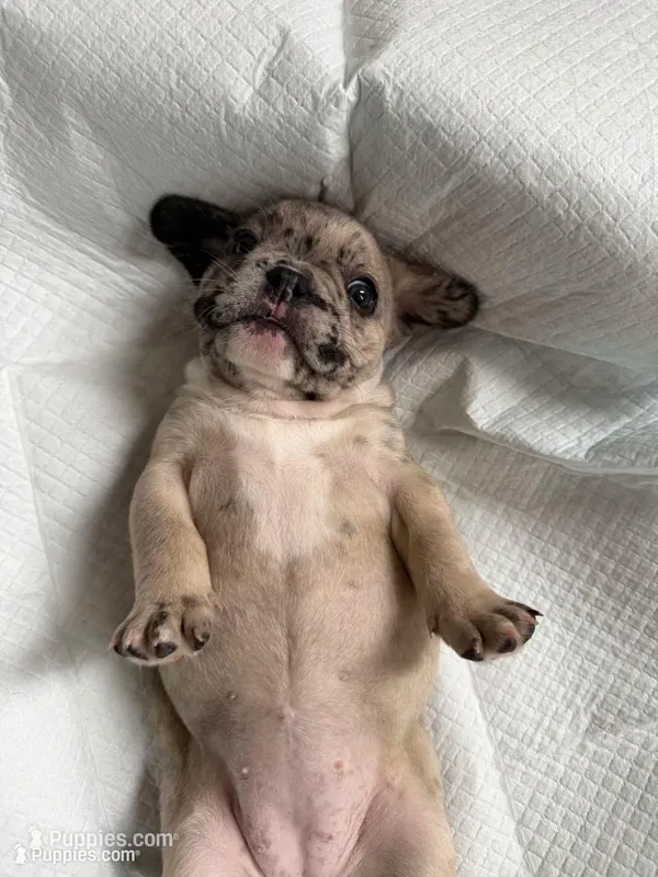 Lovebug – French Bulldog puppy for sale in Sacramento, CA