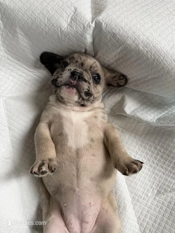 Sweetie – French Bulldog puppy for sale in Sacramento, CA