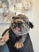 Sweetie, a female French Bulldog for sale in Sacramento, CA – Photo 1 of 3