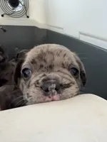 Sweetie, a female French Bulldog for sale in Sacramento, CA – Photo 2 of 3