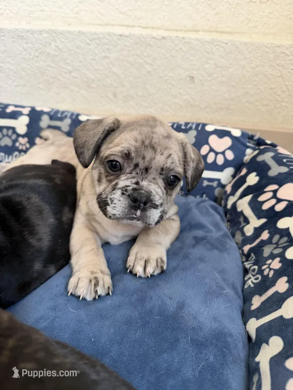 Lovebug – French Bulldog puppy for sale in Sacramento, CA