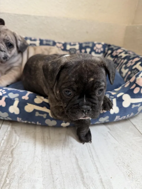 Honey – French Bulldog puppy for sale in Sacramento, CA