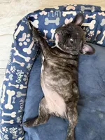 Honeybunch, a female French Bulldog for sale in Sacramento, CA – Photo 3 of 3
