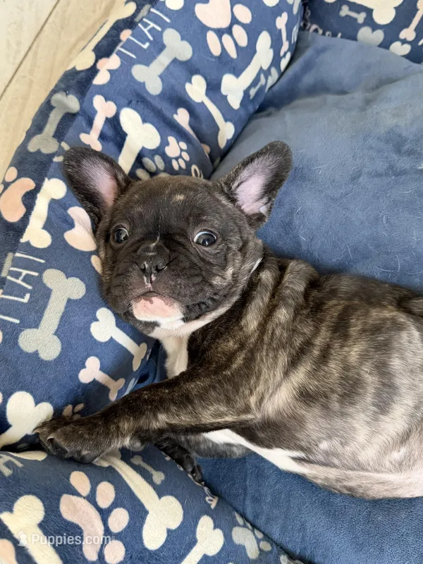 Honeybunch – French Bulldog puppy for sale in Sacramento, CA