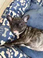 Honeybunch, a female French Bulldog for sale in Sacramento, CA – Photo 1 of 3
