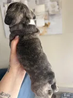 Baby girl, a female French Bulldog for sale in Sacramento, CA – Photo 2 of 2