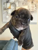 Baby girl, a female French Bulldog for sale in Sacramento, CA – Photo 1 of 2