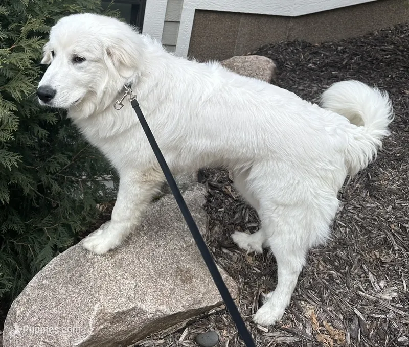 2 year old male Pyrenees  – Great Pyrenees puppy for sale in Hastings, MN