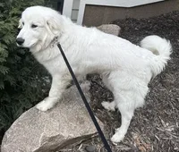 2 year old male Pyrenees , a male Great Pyrenees for sale in Hastings, MN – 1 of 2
