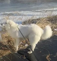 2 year old male Pyrenees , a male Great Pyrenees for sale in Hastings, MN – 2 of 2