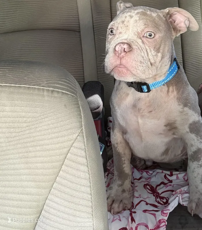 No Name yet  – American Bully puppy for sale in San Luis Obispo, CA