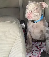 No Name yet , a male American Bully for sale in San Luis Obispo, CA – Photo 1 of 2