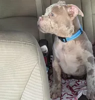 No Name yet , a male American Bully for sale in San Luis Obispo, CA – Photo 2 of 2