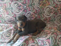Blue and Tan , a male Doberman Pinscher for sale in Princeton, NC – 2 of 2