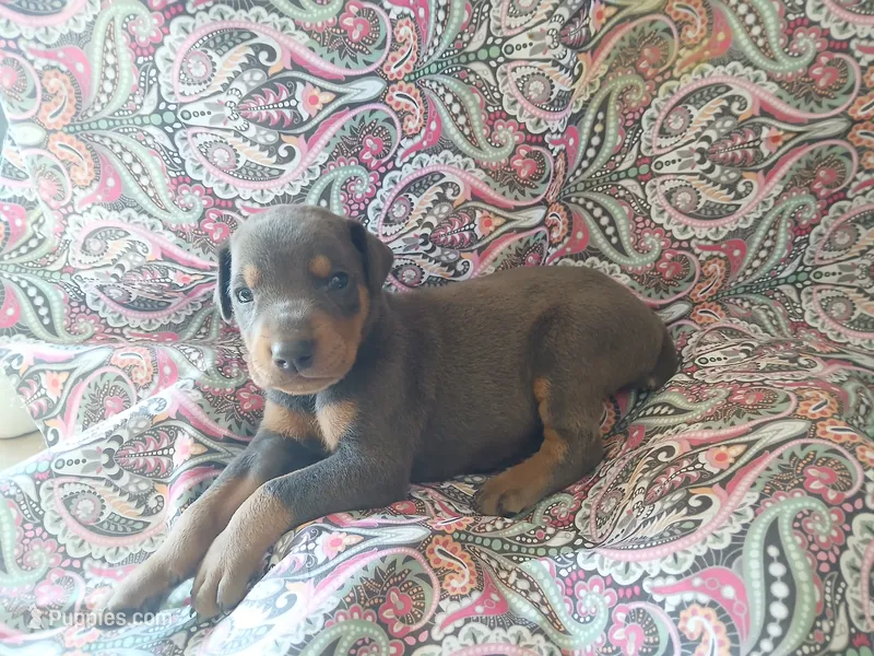 Blue and Tan  – Doberman Pinscher puppy for sale in Princeton, NC