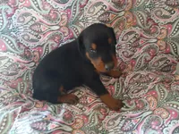 Black and Tan, a female Doberman Pinscher for sale in Princeton, NC – 2 of 2