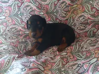 Black and Tan, a male Doberman Pinscher for sale in Princeton, NC – 2 of 2