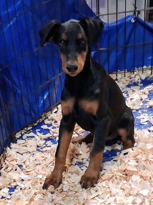 Black and Tan  – Doberman Pinscher puppy for sale in Princeton, NC