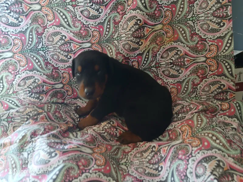 Black and Tan – Doberman Pinscher puppy for sale in Princeton, NC