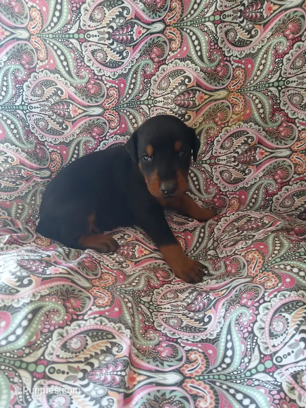 Black and Tan – Doberman Pinscher puppy for sale in Princeton, NC