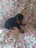Black and Tan, a female Doberman Pinscher for sale in Princeton, NC – 1 of 2