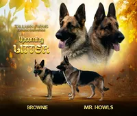 Upcoming Litter, a  German Shepherd Dog for sale in Columbus, IN – 1 of 1