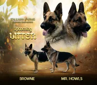 Upcoming Litter, a  German Shepherd Dog for sale in Columbus, IN – 1 of 1