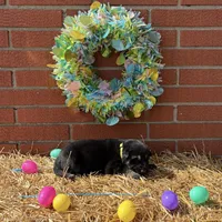 Daisy, a female German Shepherd Dog for sale in Columbus, IN – Photo 2 of 3
