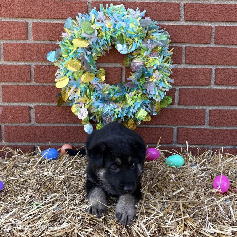 Daisy – German Shepherd Dog puppy for sale in Columbus, IN