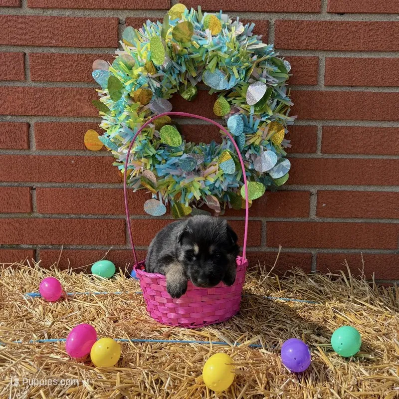 Daisy – German Shepherd Dog puppy for sale in Columbus, IN