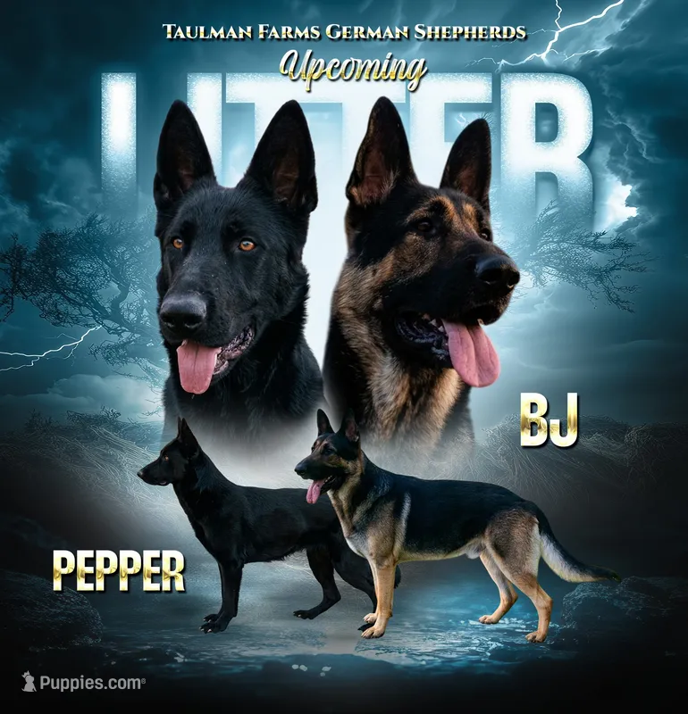 Upcoming Litter – German Shepherd Dog puppy for sale in Columbus, IN