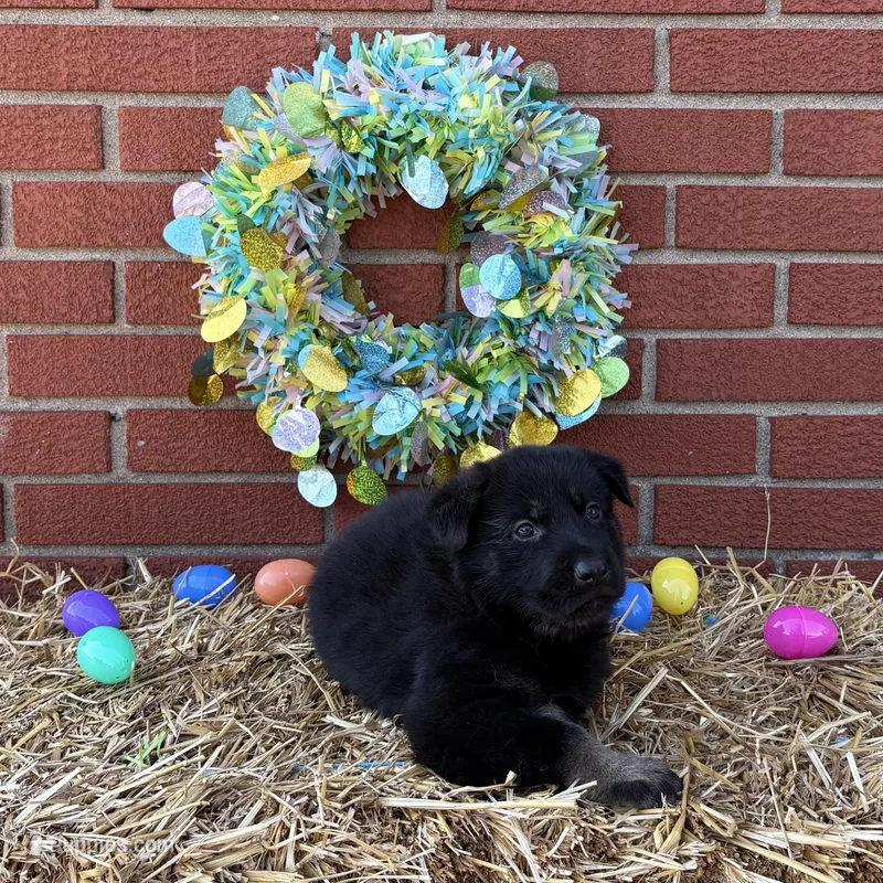 Rampage – German Shepherd Dog puppy for sale in Columbus, IN