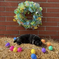 Rampage, a male German Shepherd Dog for sale in Columbus, IN – Photo 1 of 3