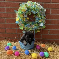 Rampage, a male German Shepherd Dog for sale in Columbus, IN – Photo 2 of 3