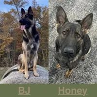 Rampage, a male German Shepherd Dog for sale in Columbus, IN – Photo 3 of 3