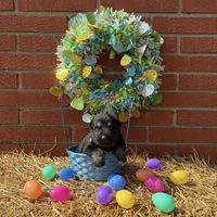 Bullet, a male German Shepherd Dog for sale in Columbus, IN – Photo 1 of 3