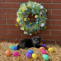 Bullet, a male German Shepherd Dog for sale in Columbus, IN – Photo 2 of 3
