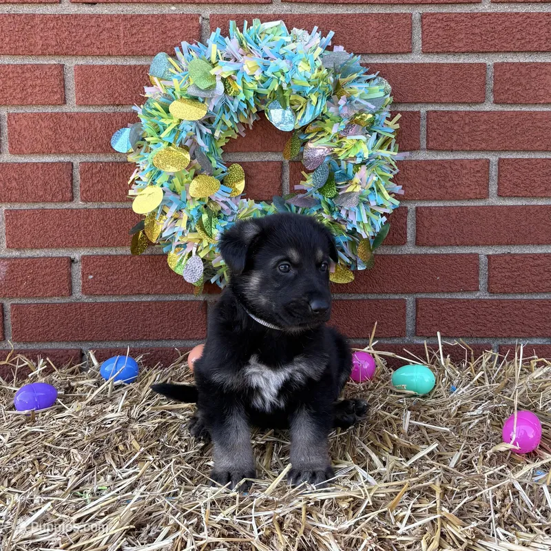 Bullet – German Shepherd Dog puppy for sale in Columbus, IN