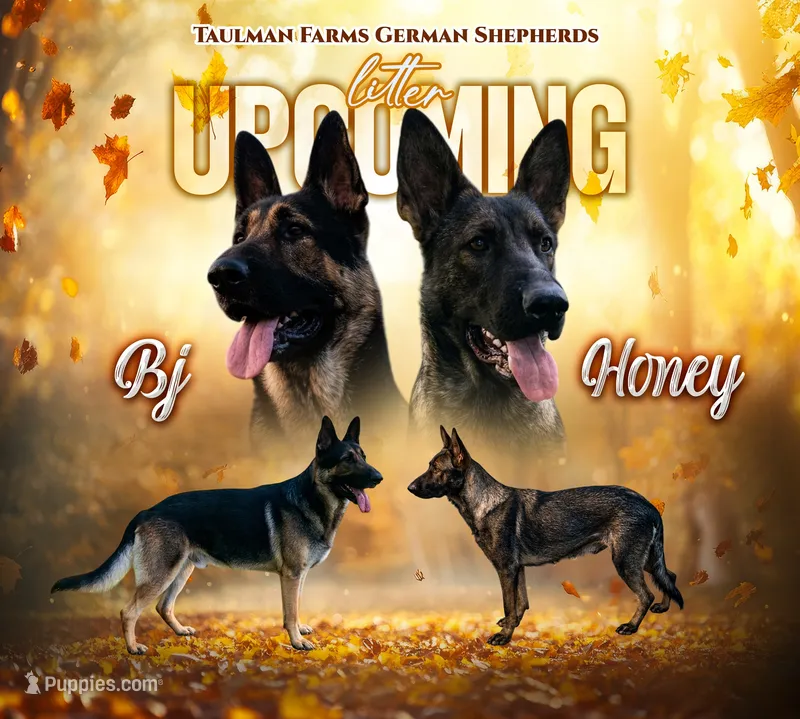 Upcoming Litter – German Shepherd Dog puppy for sale in Columbus, IN