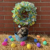 Grizzly, a male German Shepherd Dog for sale in Columbus, IN – Photo 2 of 3