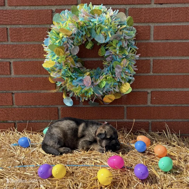 Grizzly – German Shepherd Dog puppy for sale in Columbus, IN