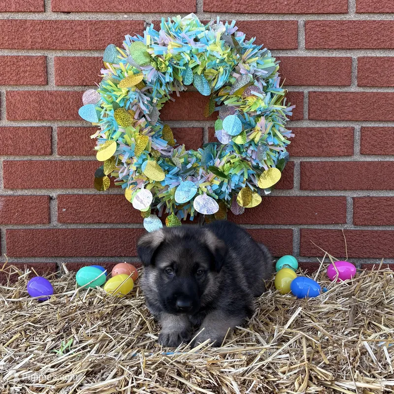 Grizzly – German Shepherd Dog puppy for sale in Columbus, IN