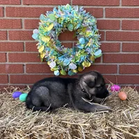 Grizzly, a male German Shepherd Dog for sale in Columbus, IN – Photo 2 of 4