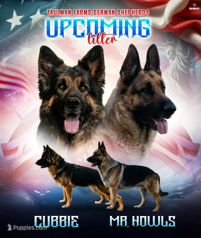 Upcoming Litter – German Shepherd Dog puppy for sale in Columbus, IN