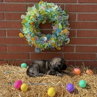 Hawk, a male German Shepherd Dog for sale in Columbus, IN – Photo 1 of 3