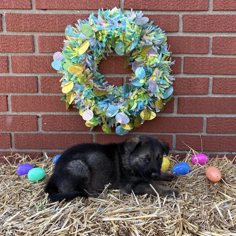 Hawk – German Shepherd Dog puppy for sale in Columbus, IN