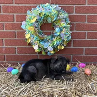 Hawk, a male German Shepherd Dog for sale in Columbus, IN – Photo 1 of 4