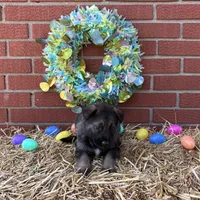 Hawk, a male German Shepherd Dog for sale in Columbus, IN – Photo 2 of 4